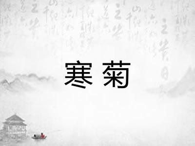 寒菊 寒菊
