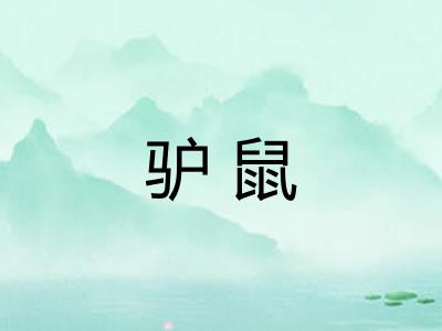 驴鼠