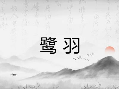 鹭羽 鹭羽