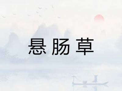 悬肠草 悬肠草